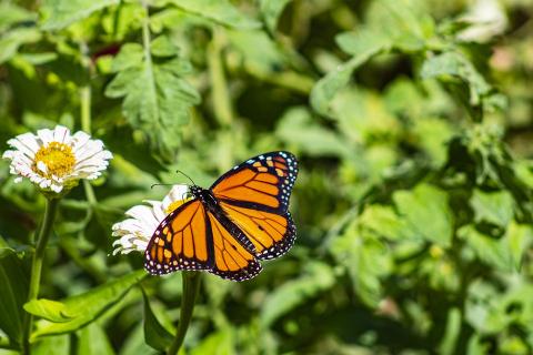 Butterfly Garden