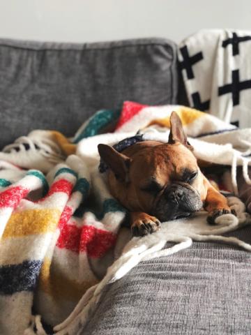 Dog in blanket