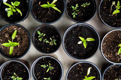 Seed Planters