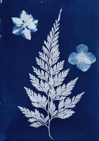 A cyanotype image of a large leaf and two flowers