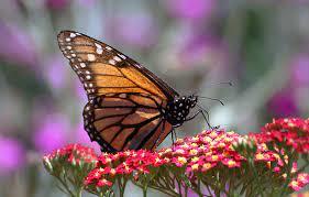 Butterfly gardening thumbnail