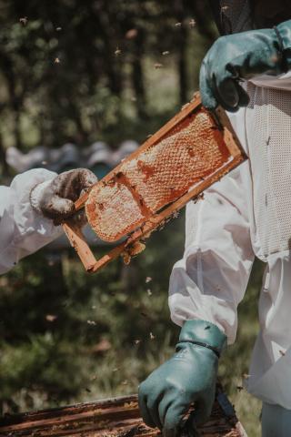 Beekeeper holding a hive frame