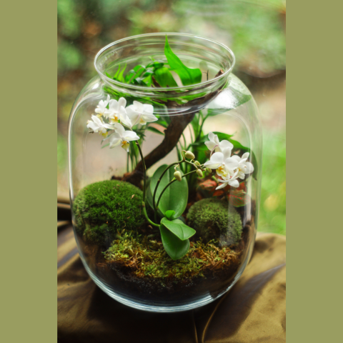 Terrarium