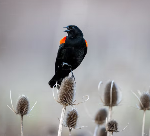 Red-winged Blackbird