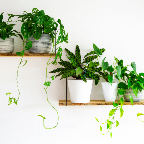 image of potted plants