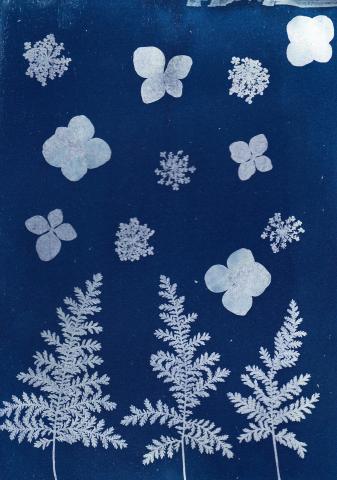 A cyanotype of several leaves