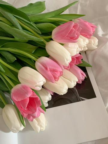 Tulips