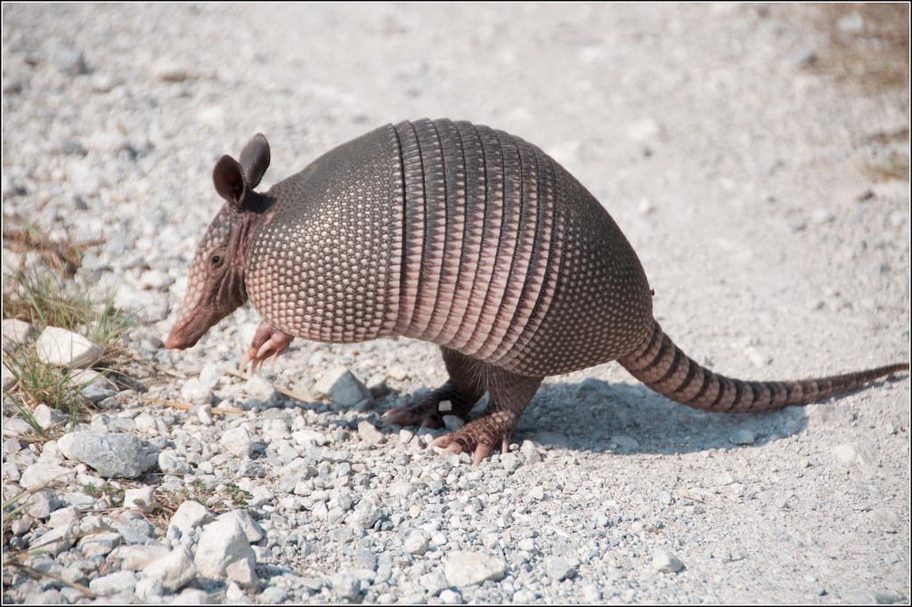 image of armadillo on gravel road